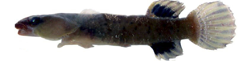 Apletodon dentatus_006